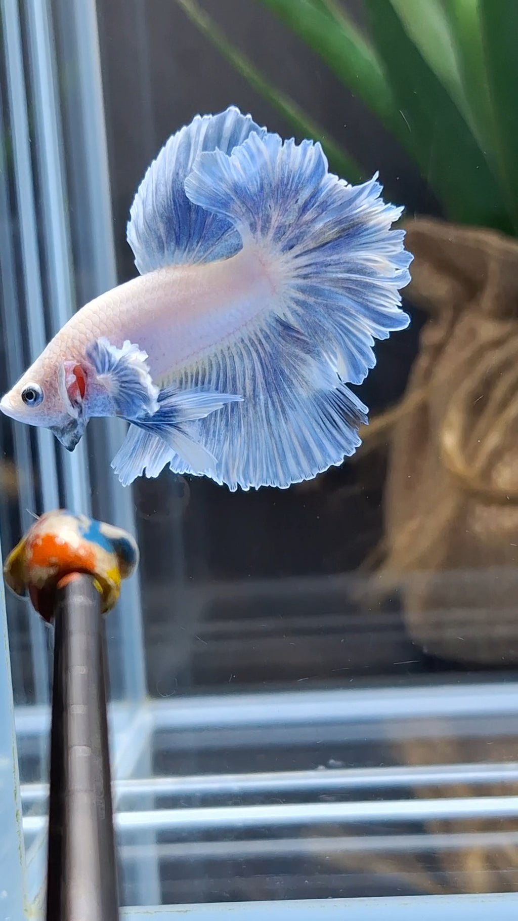 King Feathertail Dumbo Ear Blue Sky Betta Fish