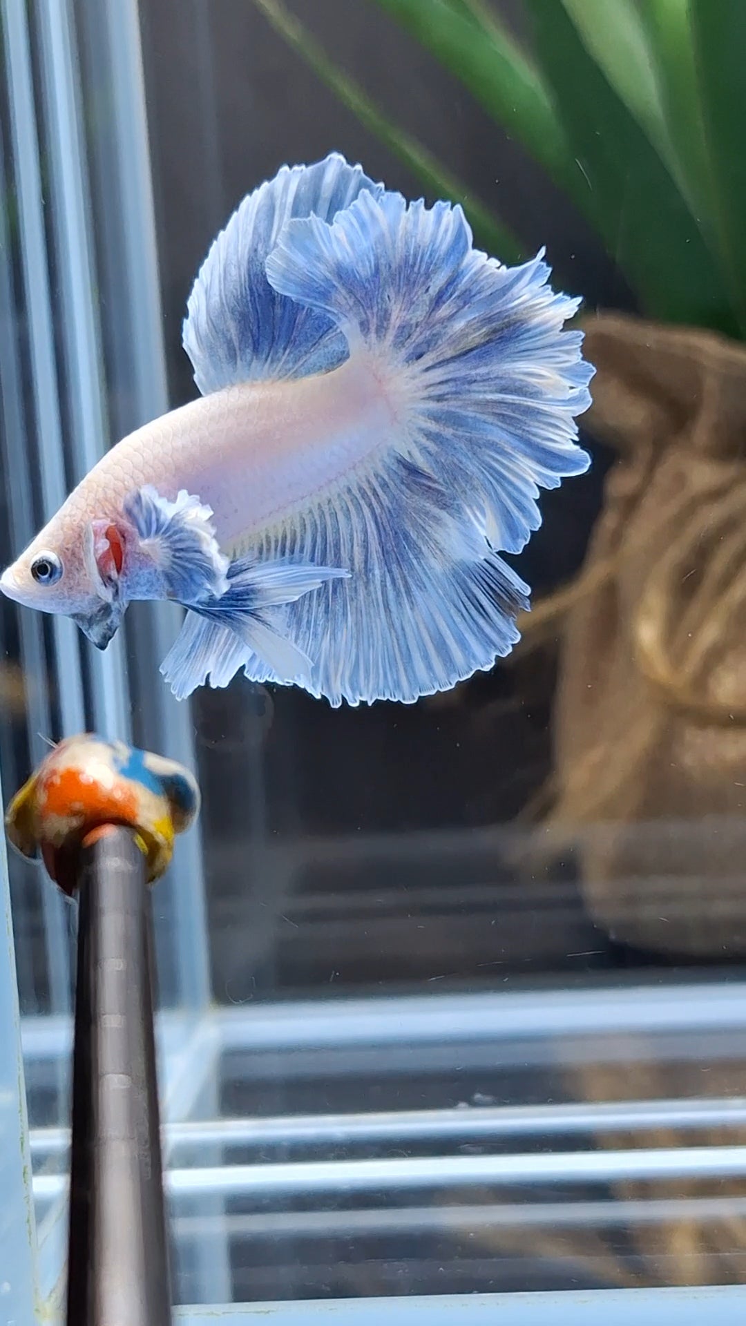 King Feathertail Dumbo Ear Blue Sky Betta Fish