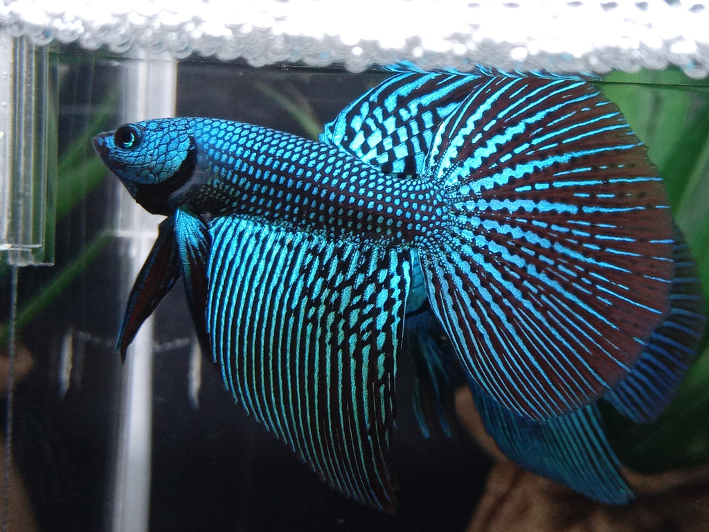 Luxury Halfmoon Alien Green Rare Wild Betta Hybrid Male