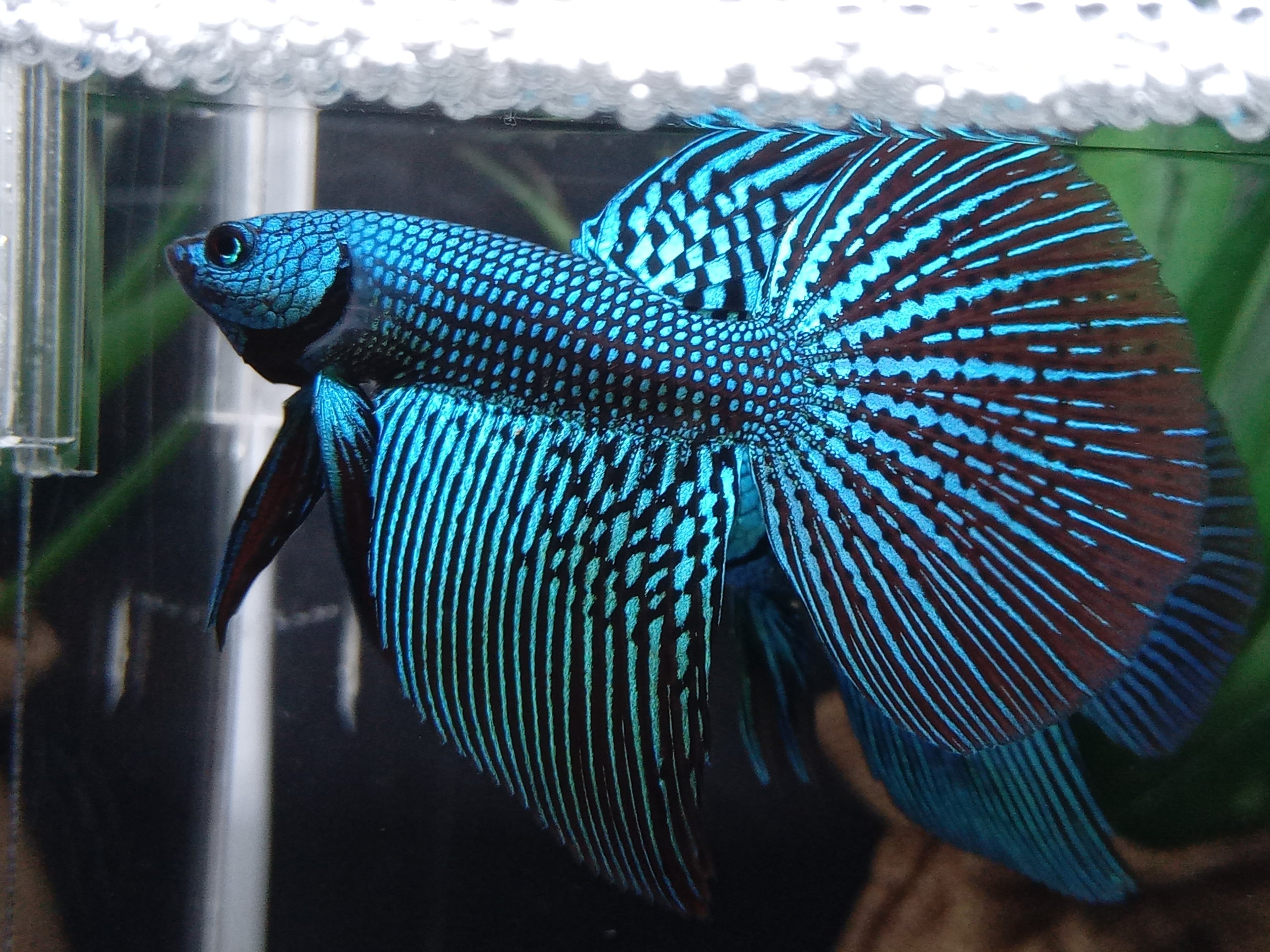 Luxury Halfmoon Alien Green Rare Wild Betta Hybrid Male