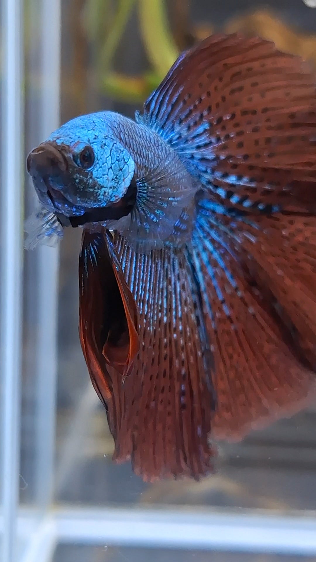 Premium Over Halfmoon Rare Alien Green Wild Betta Fish Male Large Size