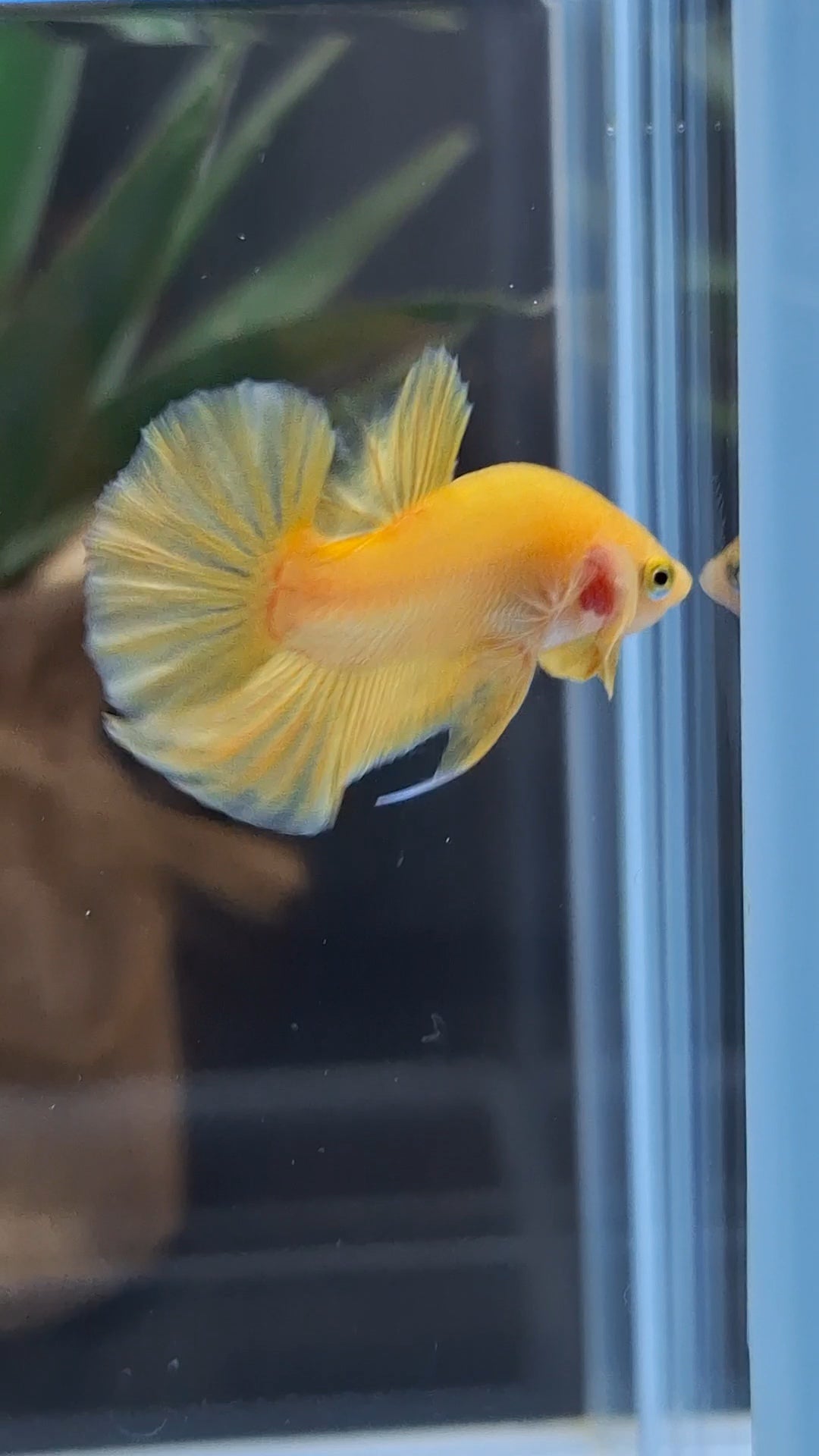 Junior Yellow Solid Color Plakat HMPK Betta Fish Male