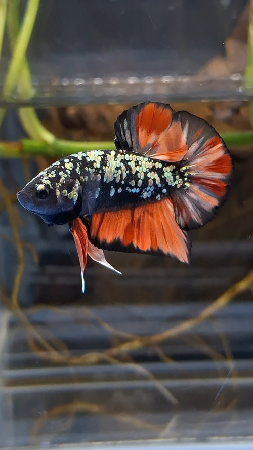 Avatar Nemo Copper Gold Black Variation Plakat HMPK Betta Fish Male