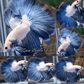 Halfmoon Blue Rim Steel Blue Betta Fish Male