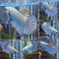 Copper Solid Size Large Plakat HMPK Betta Fish Male