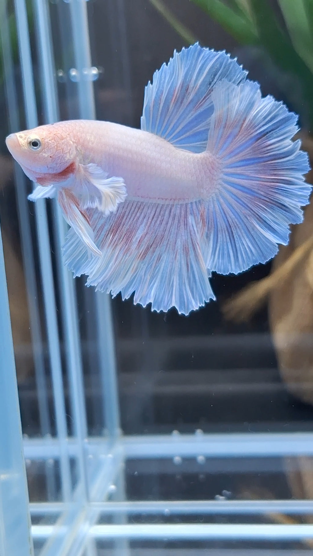 Halfmoon Feathertail Pink Dumbo Ear Sweet Color Betta Fish Male