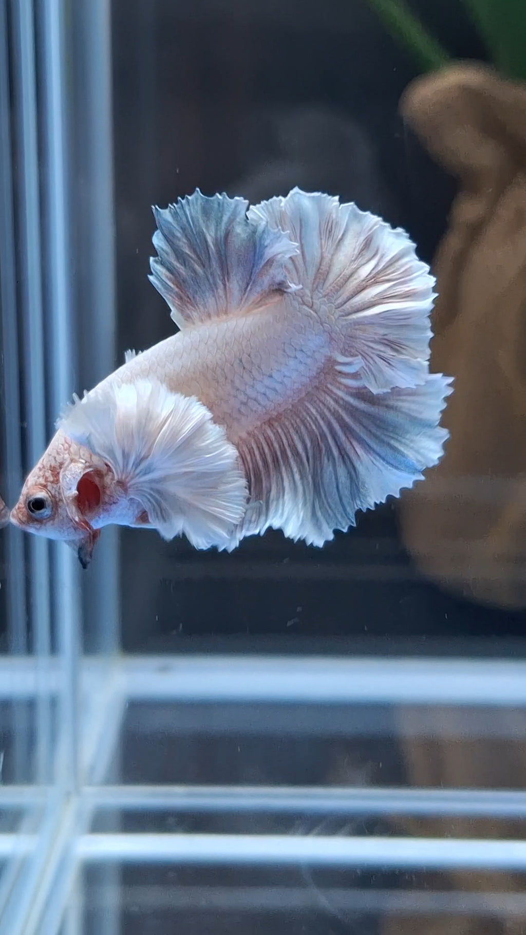 Premium Dumbo Ear Rare Plakat HMPK Betta Fish Male