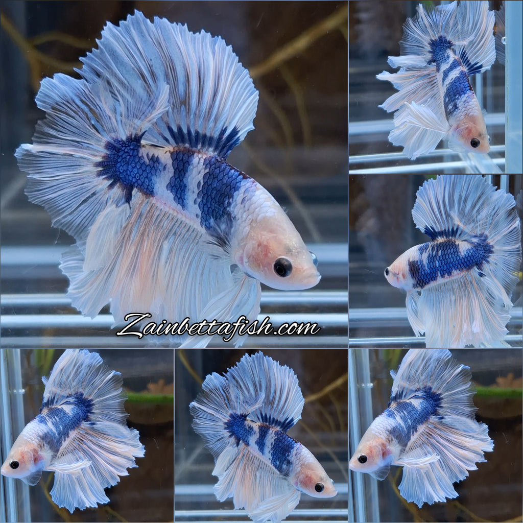 Halfmoon King Feathertail Monkay Face Fancy Rare Betta Fish Male
