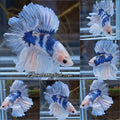 Halfmoon King Feathertail Monkay Face Fancy Rare Betta Fish Male