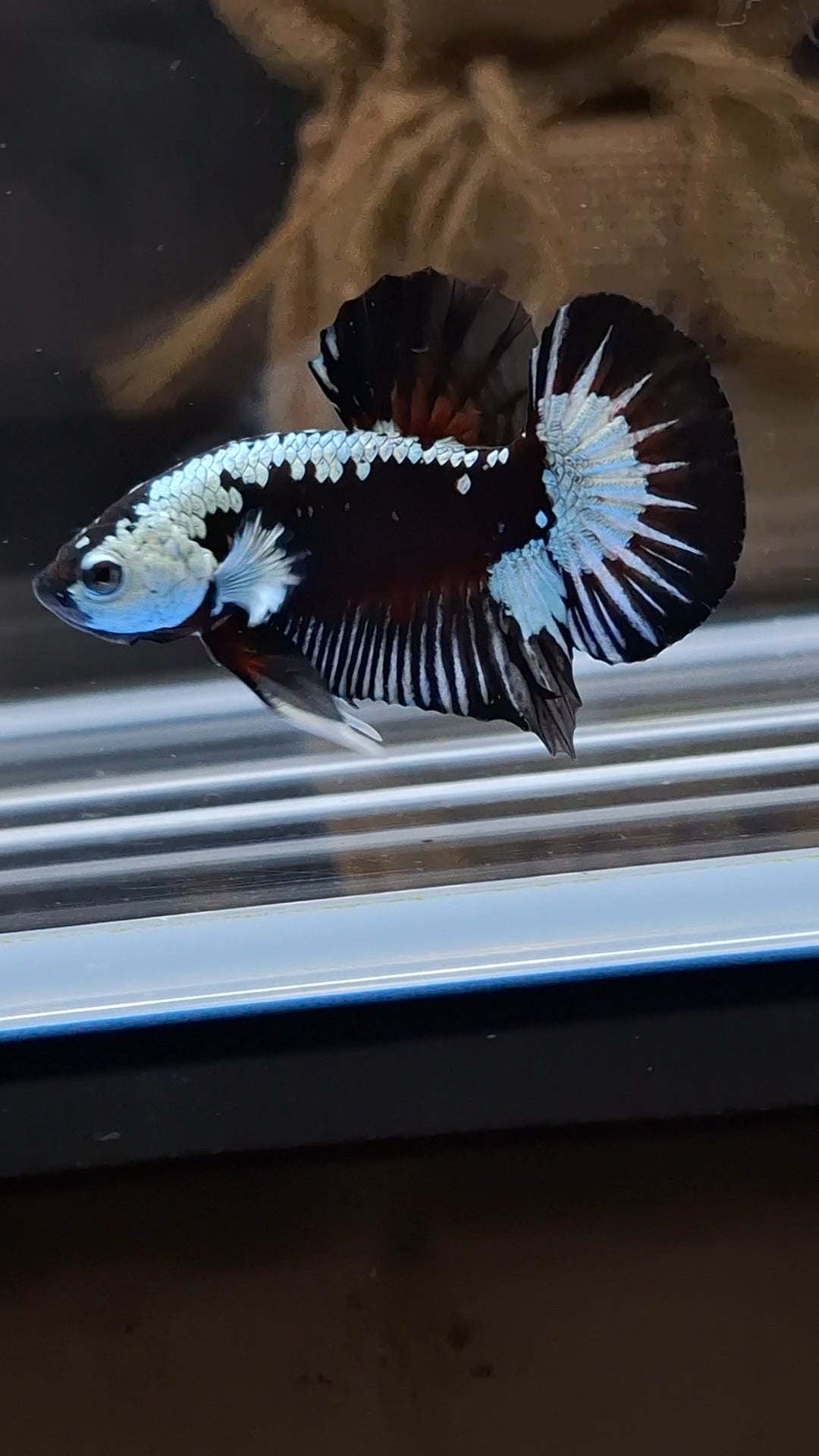 Samurai Black Mamba Snow Plakat HMPK Premium Betta Fish Male