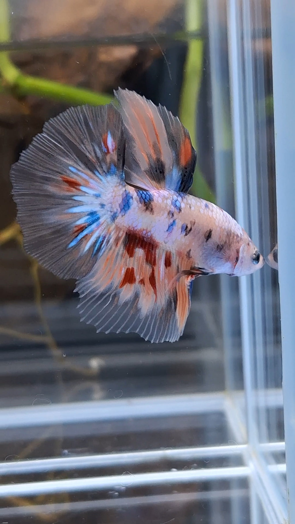 Halfmoon Candy Koi Multicolor Betta Fish Male