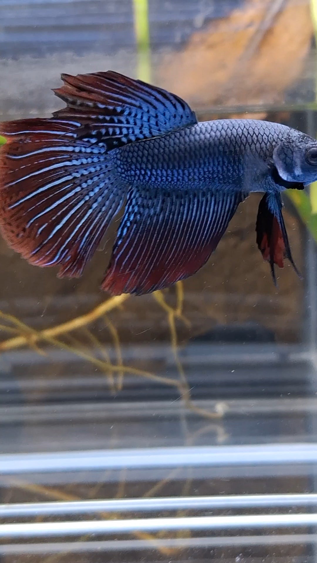 Alien Long Fins Steel Blue Delta Tail Rare Wild Betta Fish Male