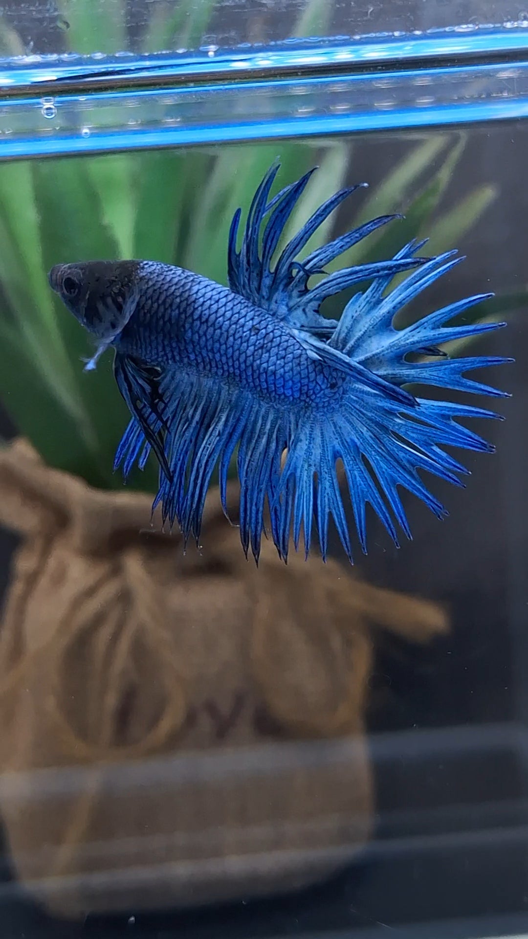 Crowntail Blue Betta Fish Male