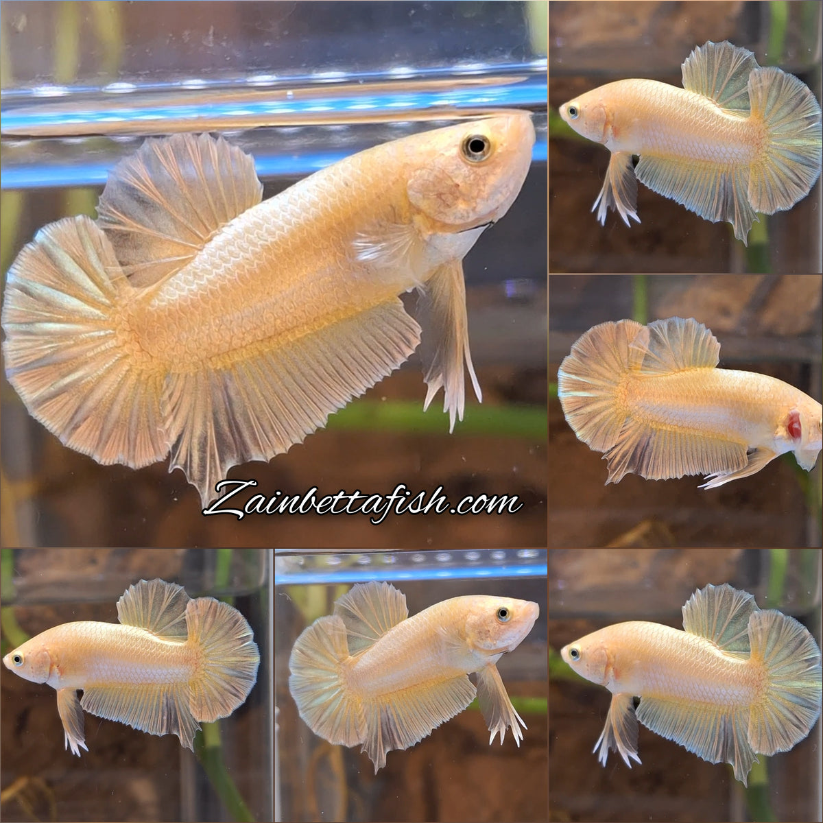 Gold Plakat HMPK Betta Fish Male
