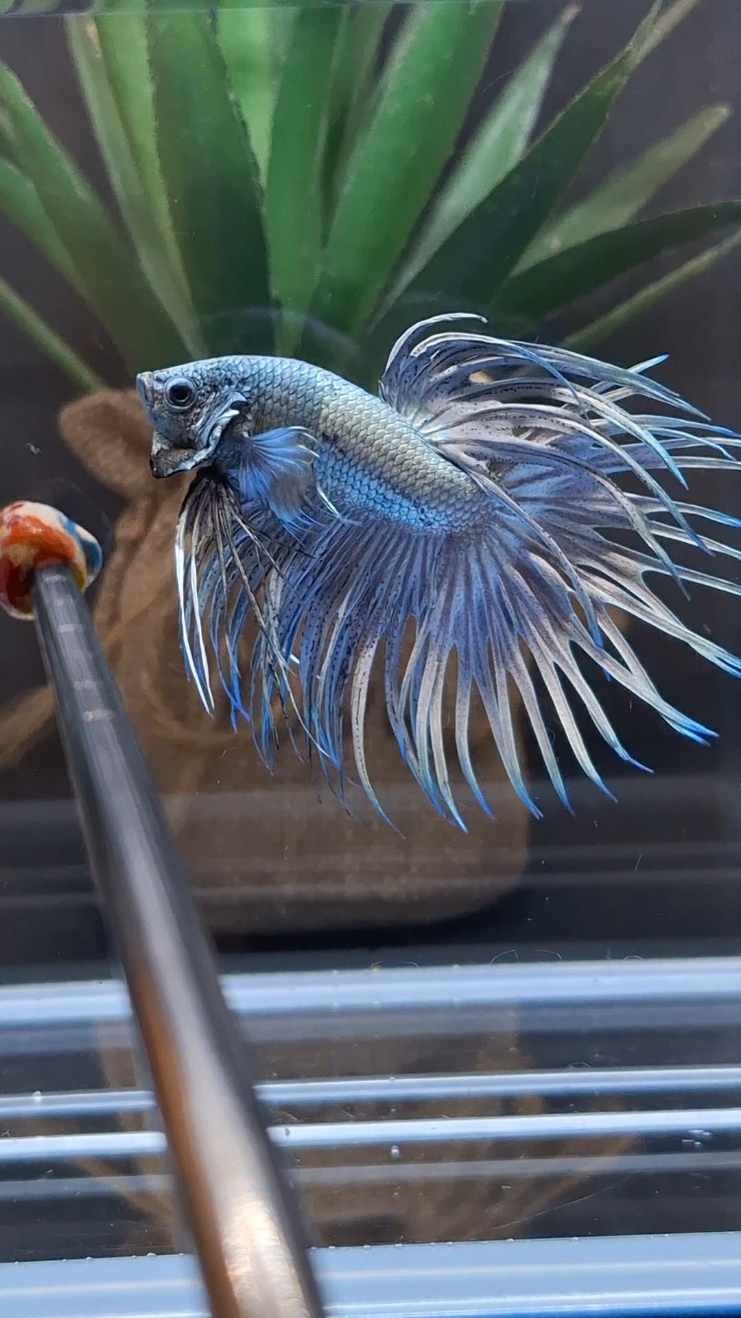 Premium Crowntail Copper Large Size Betta Fish Male