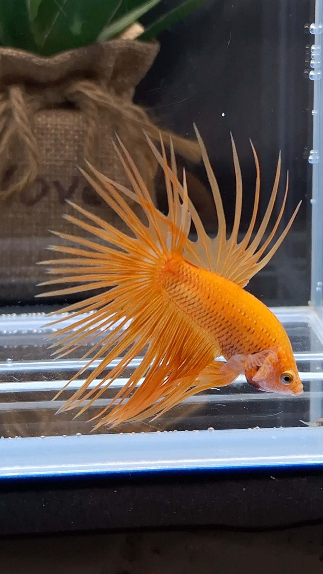 Crowntail Orange Pineapple Betta Fish Male