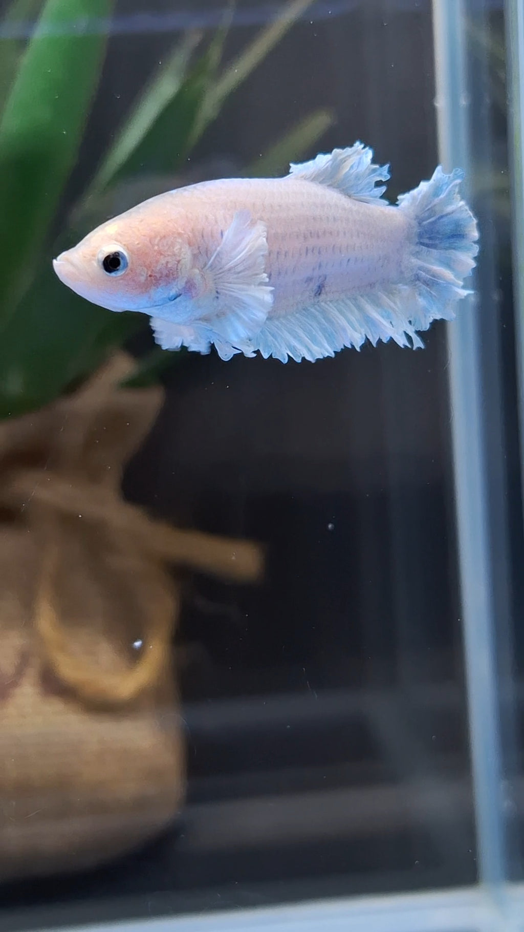 King Feathertail Rose Dumbo Ear Female Betta Fish For Sorority / Breed