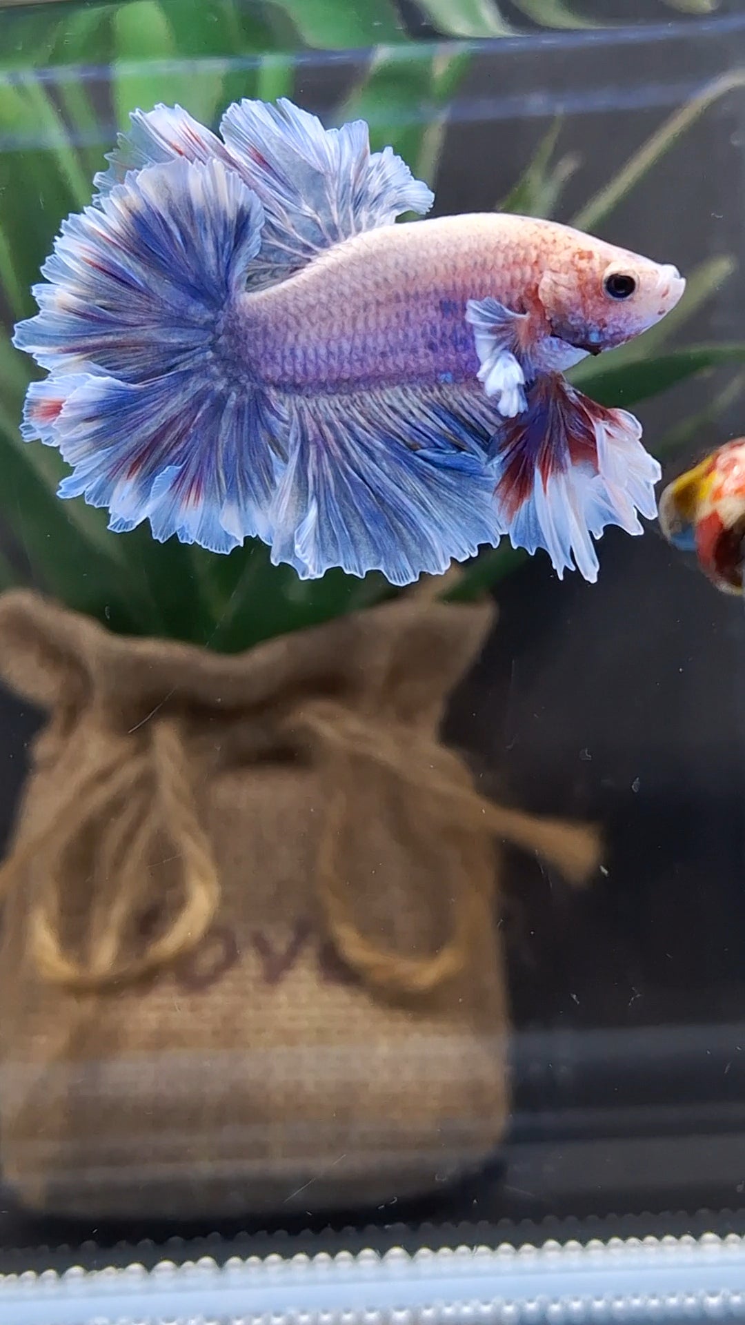 King Feathertail Dumbo Ear Grizzle Butterfly Betta Fish Male