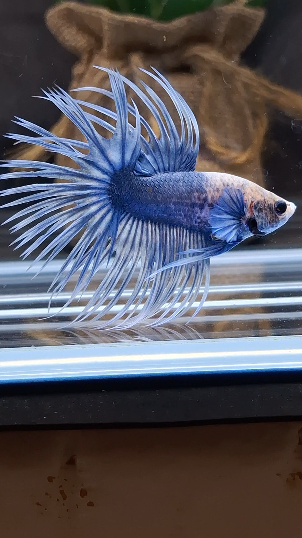 Crowntail Grizzle Betta Fish Male