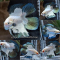 Copper Rim Double Tail Halfmoon Rare Betta Fish Male