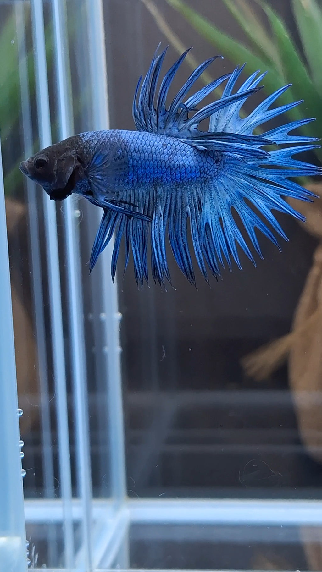Crowntail Blue Betta Fish Male
