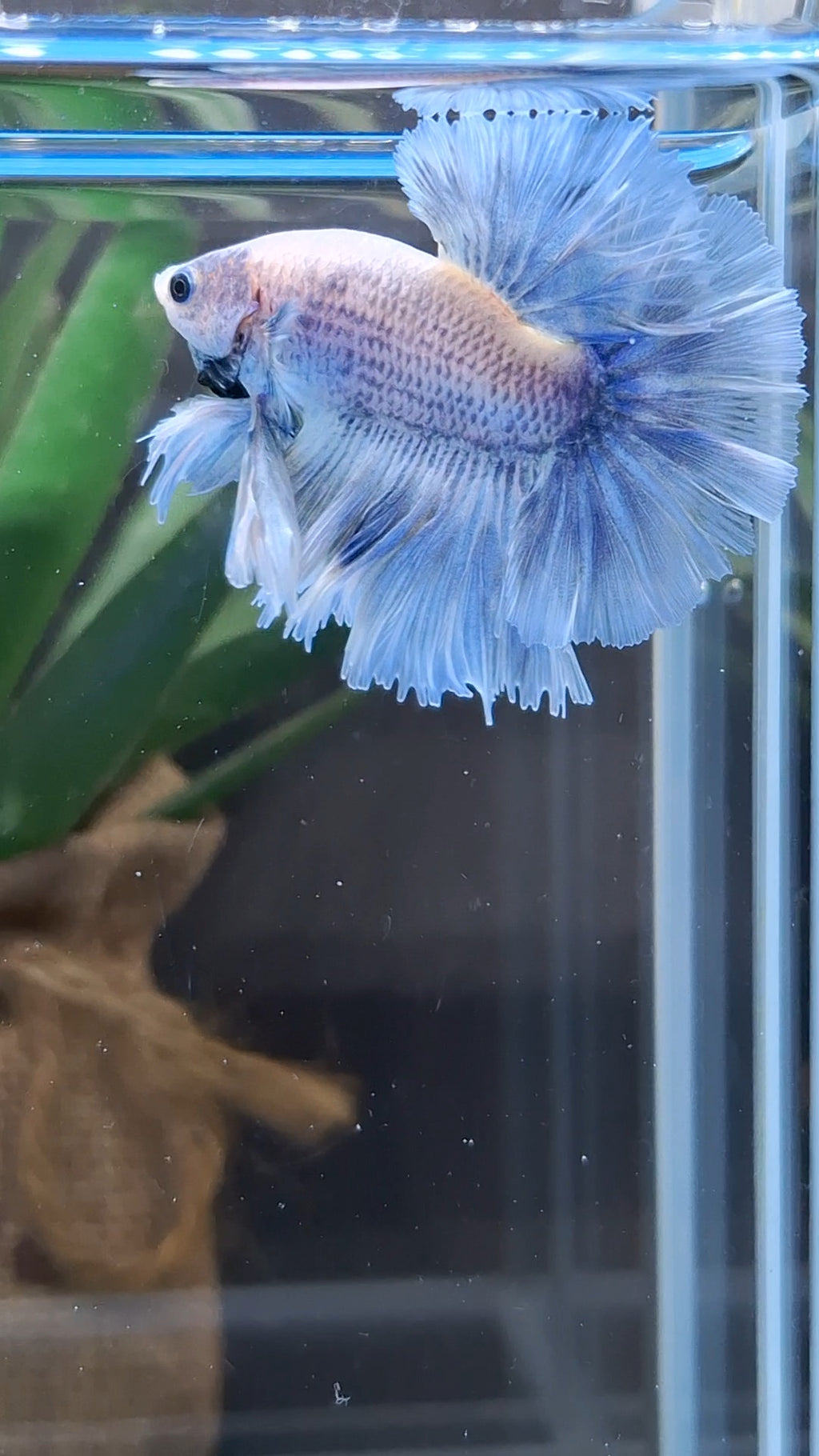 Halfmoon King Feathertail Grizzle Betta Fish Male