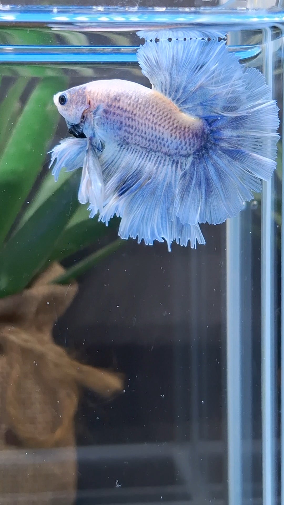 Halfmoon King Feathertail Grizzle Betta Fish Male