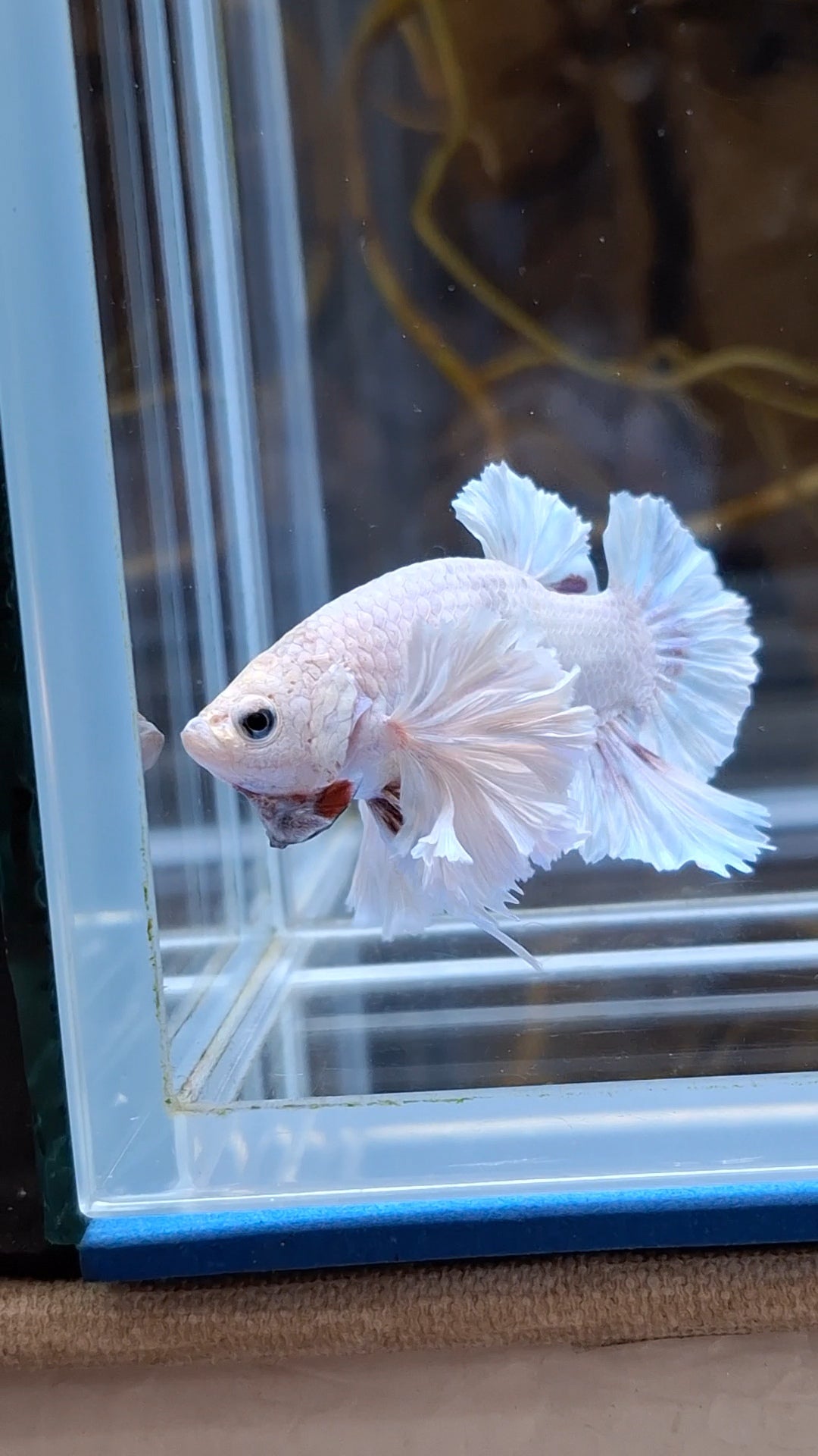 Premium Super Dumbo Ear Rose Rare Betta Fish Male