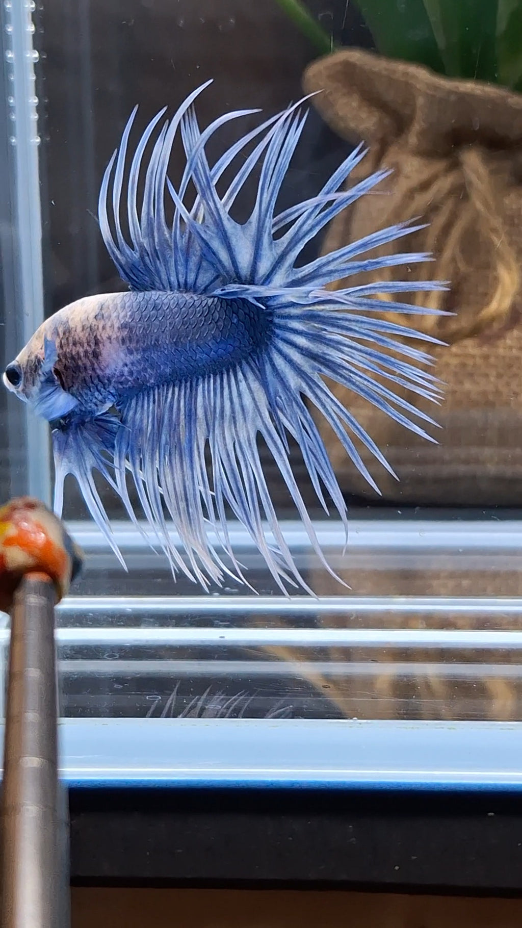 Crowntail Grizzle Betta Fish Male