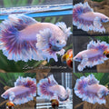 King Feathertail Halfmoon Dumbo Rose Ear Pink Putple Butterfly Premium Betta Fish Male