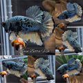 Avatar Copper Yellow Plakat HMPK Betta Fish Male