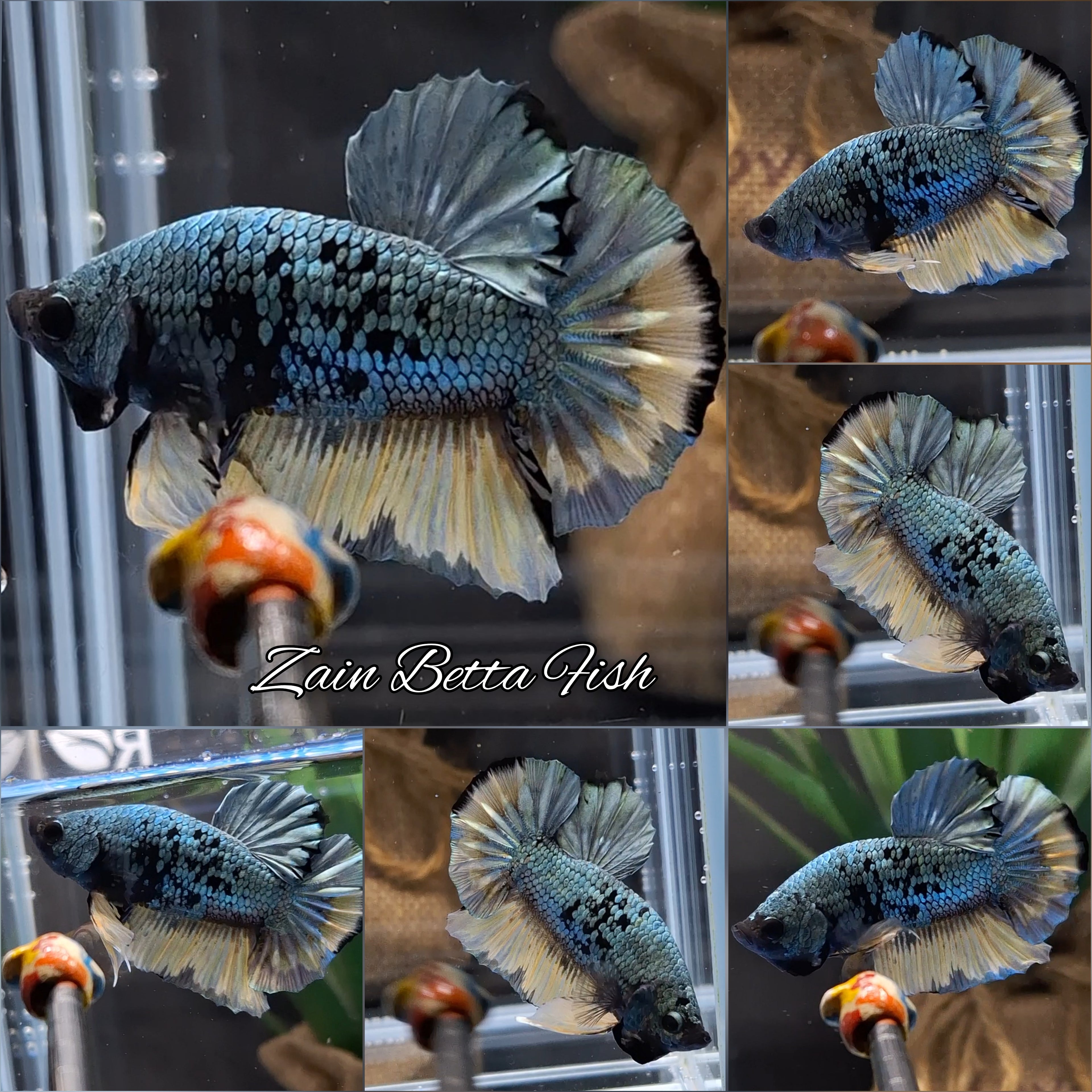 Avatar Copper Yellow Plakat HMPK Betta Fish Male