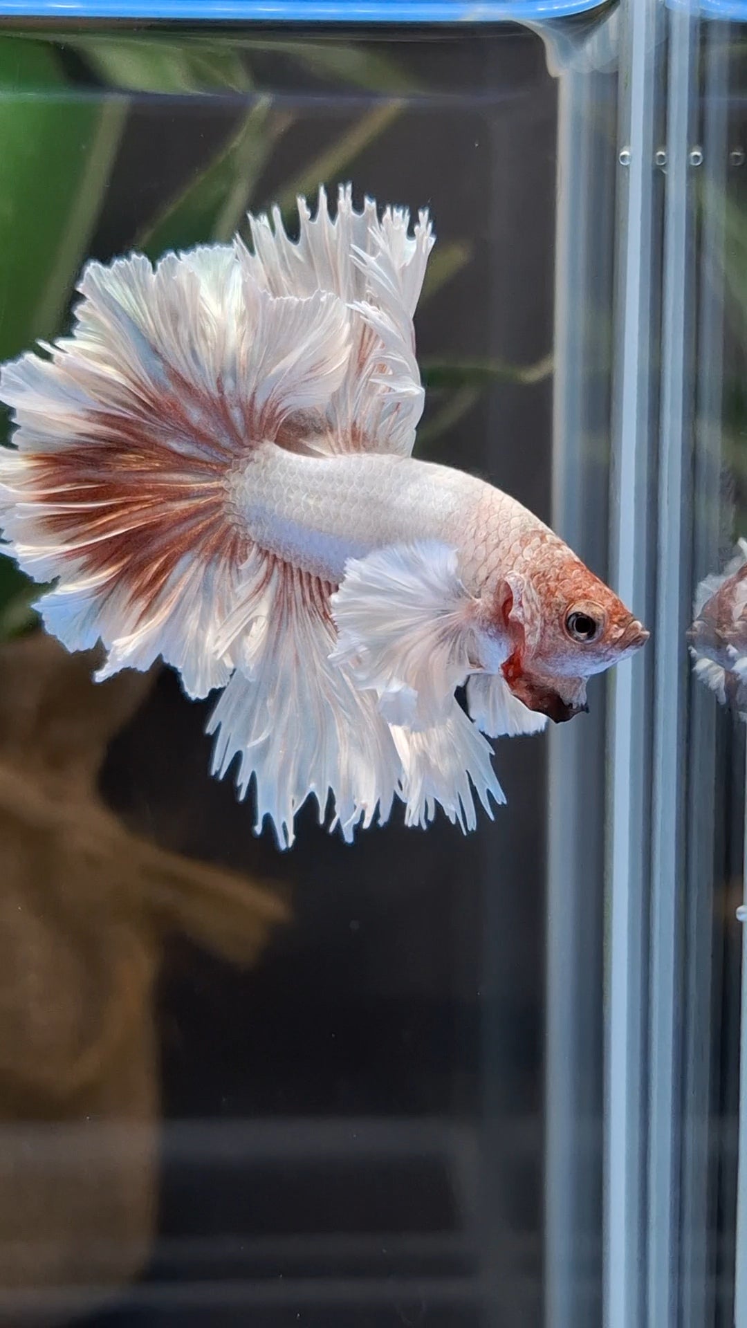 Halfmoon King Feathertail Dumbo Ear Dragon Rose Gold Rare Betta Fish Male