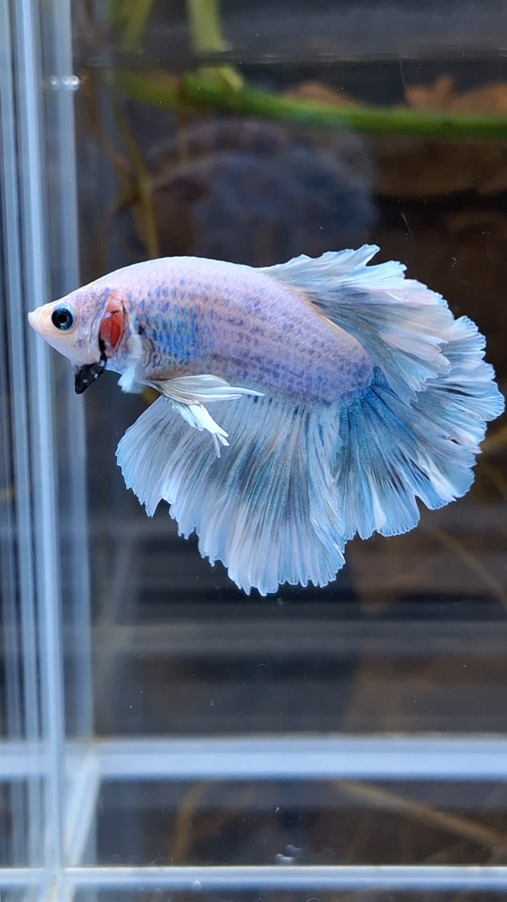 Halfmoon Feathertail Betta Fish Male