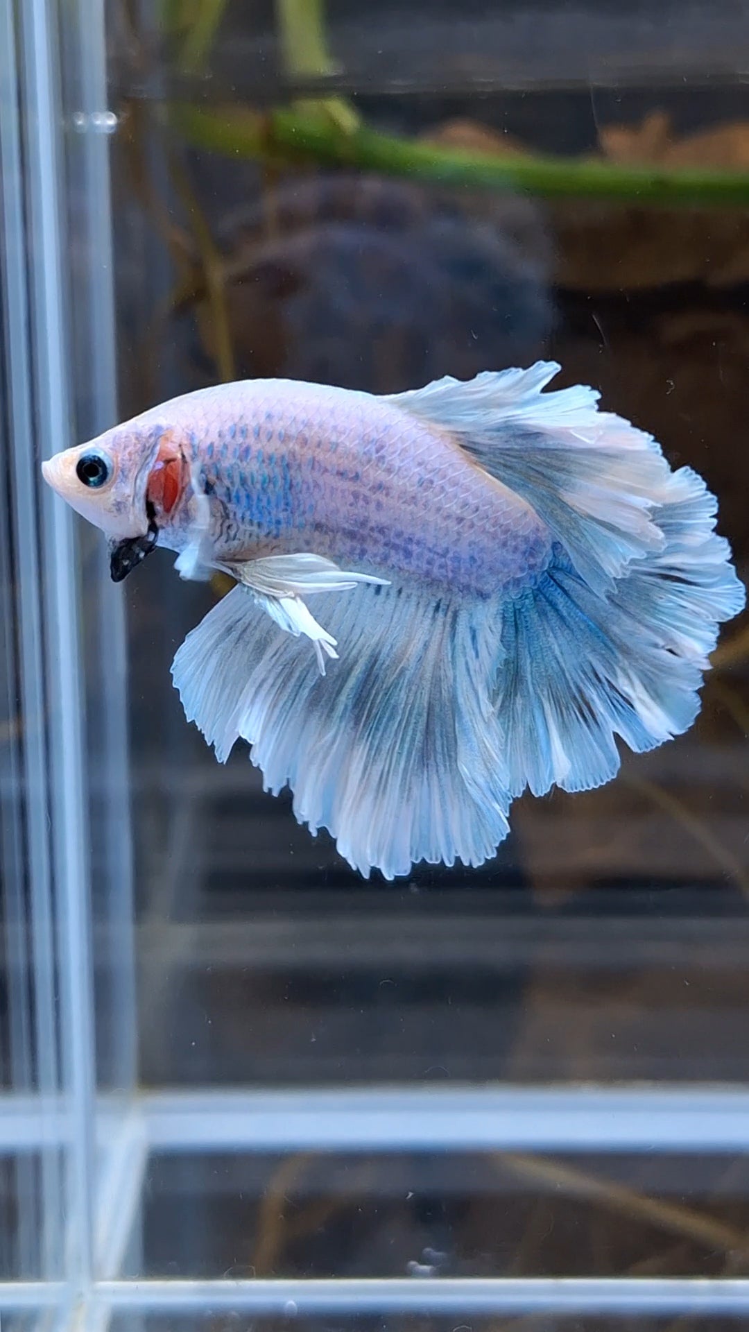 Halfmoon Feathertail Betta Fish Male