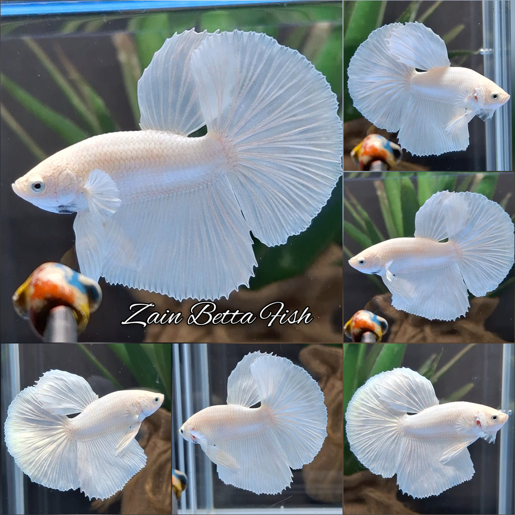Halfmoon White Platinum Betta Fish Male