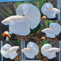 Halfmoon White Platinum Betta Fish Male