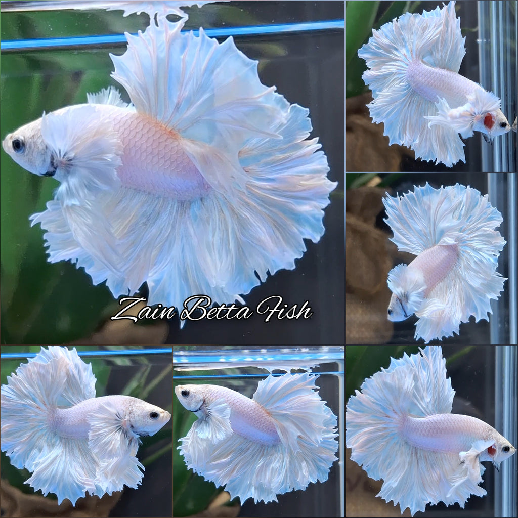 King Feathertail Dumbo Ear White Unicorn Rare Premium Betta Fish Male