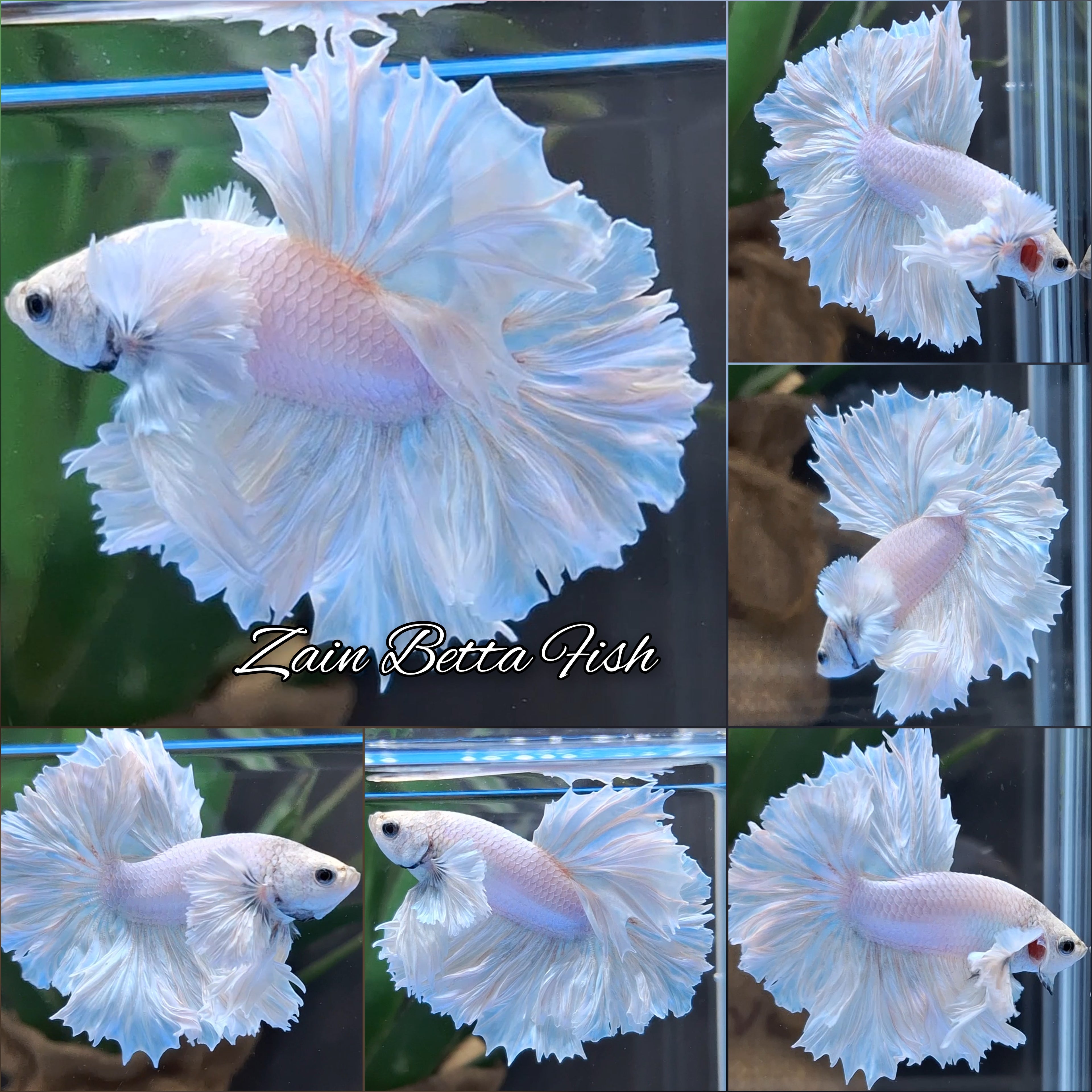 King Feathertail Dumbo Ear White Unicorn Rare Premium Betta Fish Male