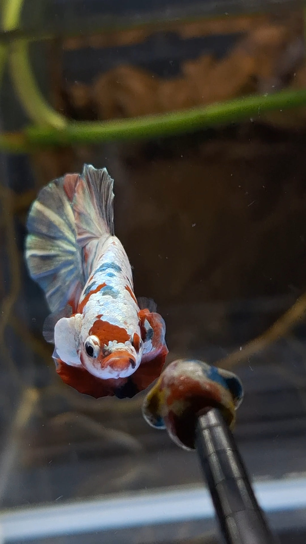 Red Koi Copper Gold Iron Man Plakat HMPK Betta Fish Male