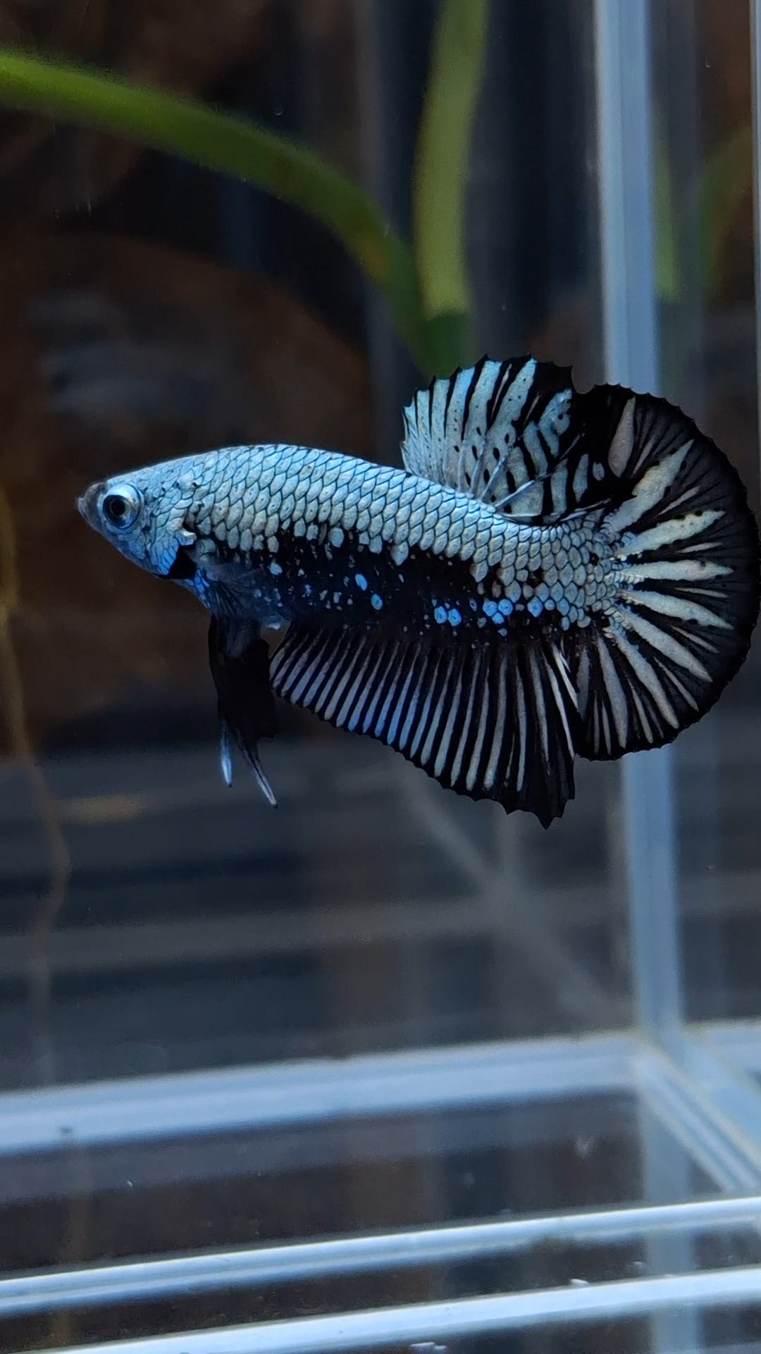 Samurai Plakat HMPK Betta Fish Male