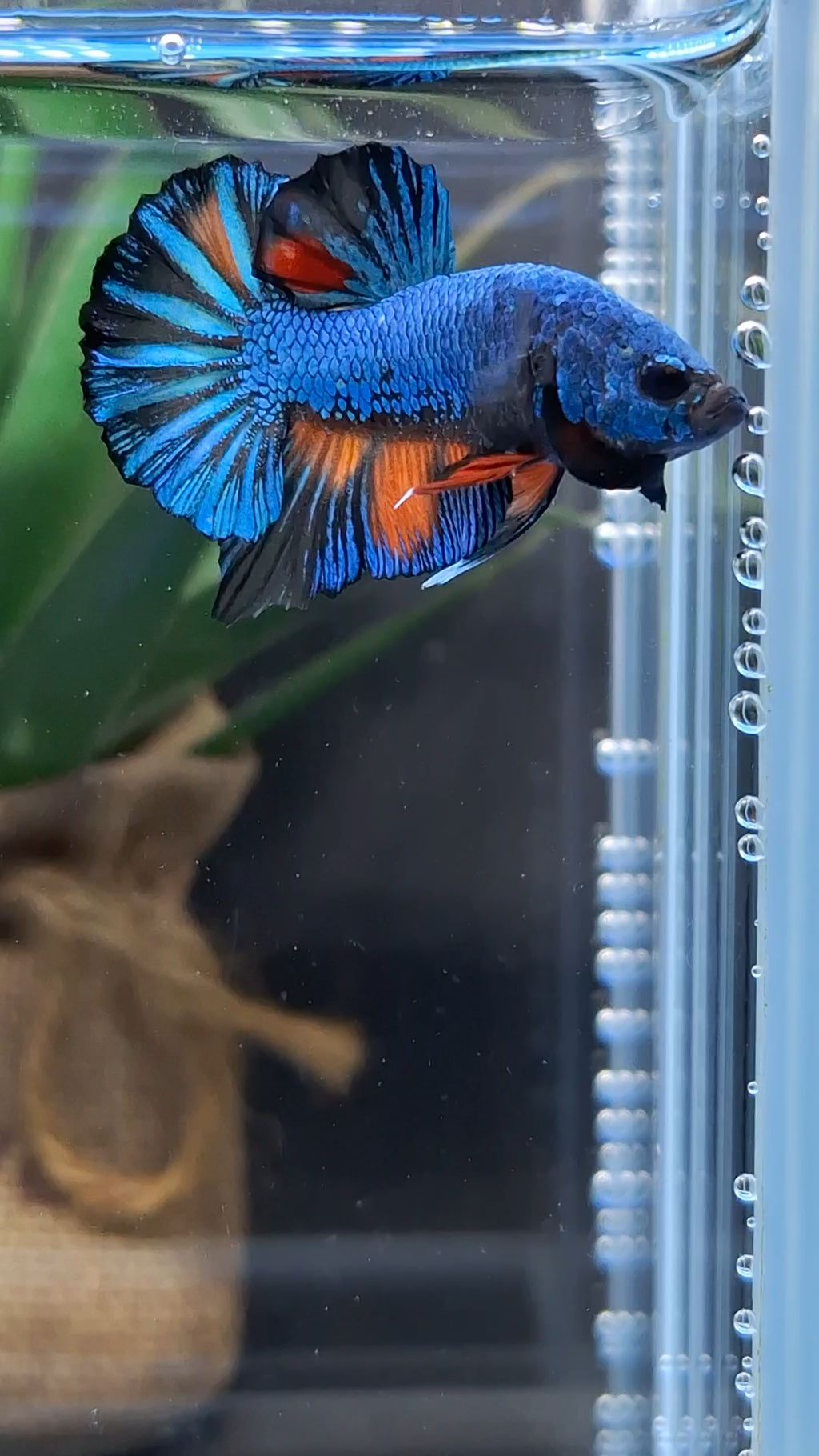Avatar Black Variation Fancy Plakat HMPK Betta Fish Male