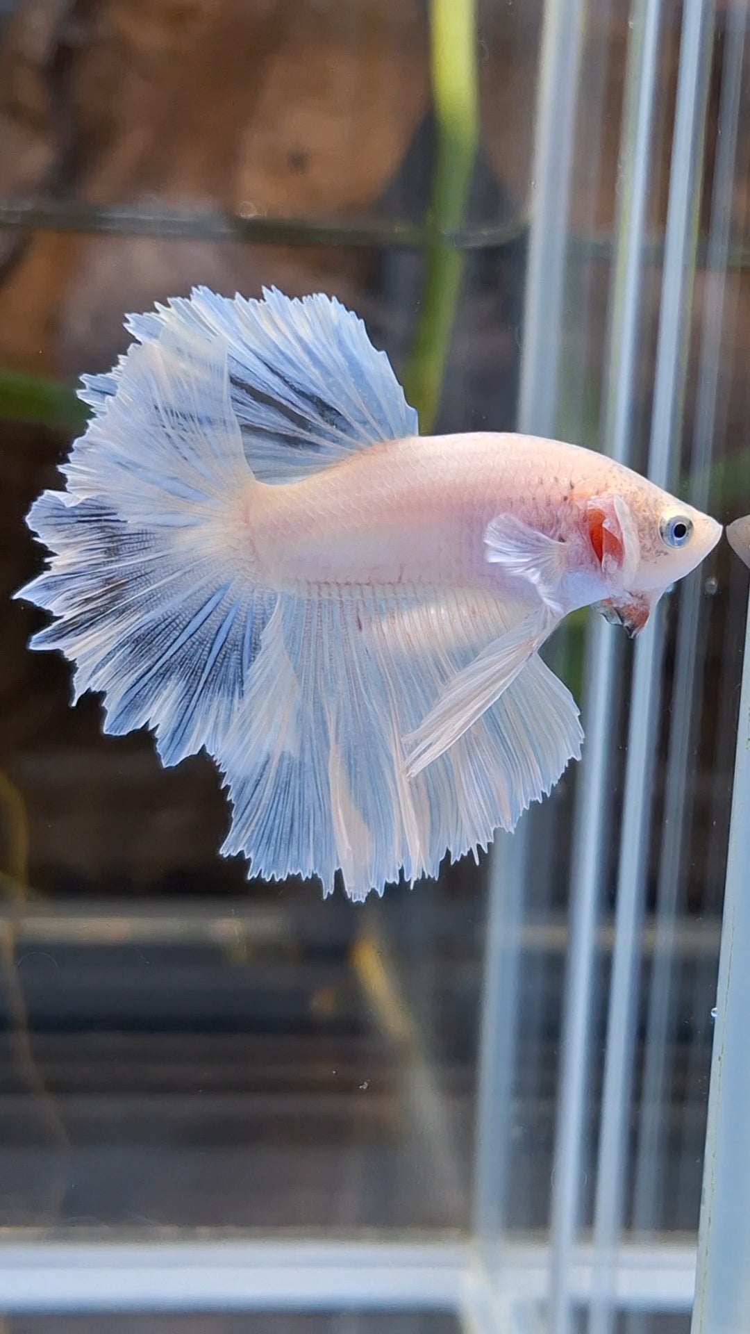 Junior Halfmoon Feathertail White Unicorn Betta Fish Male