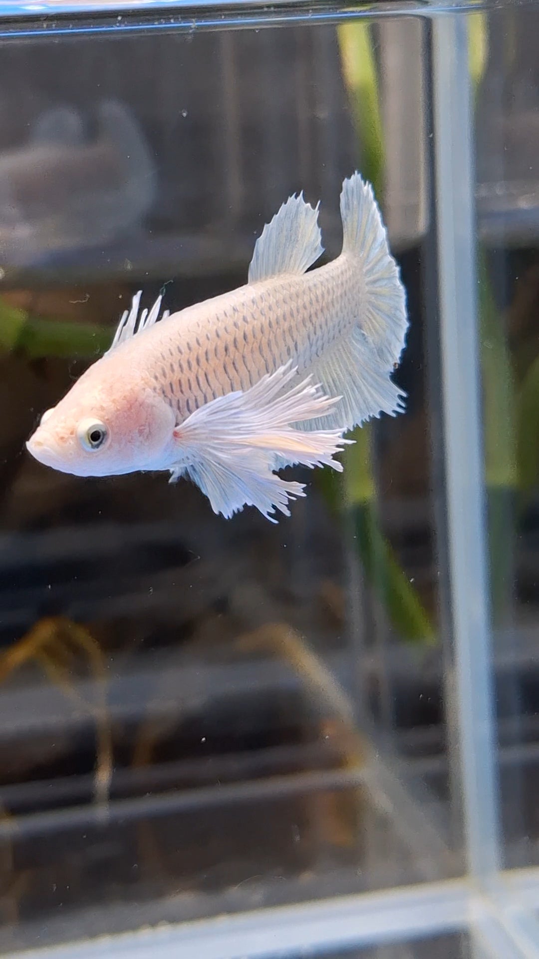 Dumbo Ear Halfmoon Pineapple Soft Yellow Female Betta Fish For Sorority / Breed