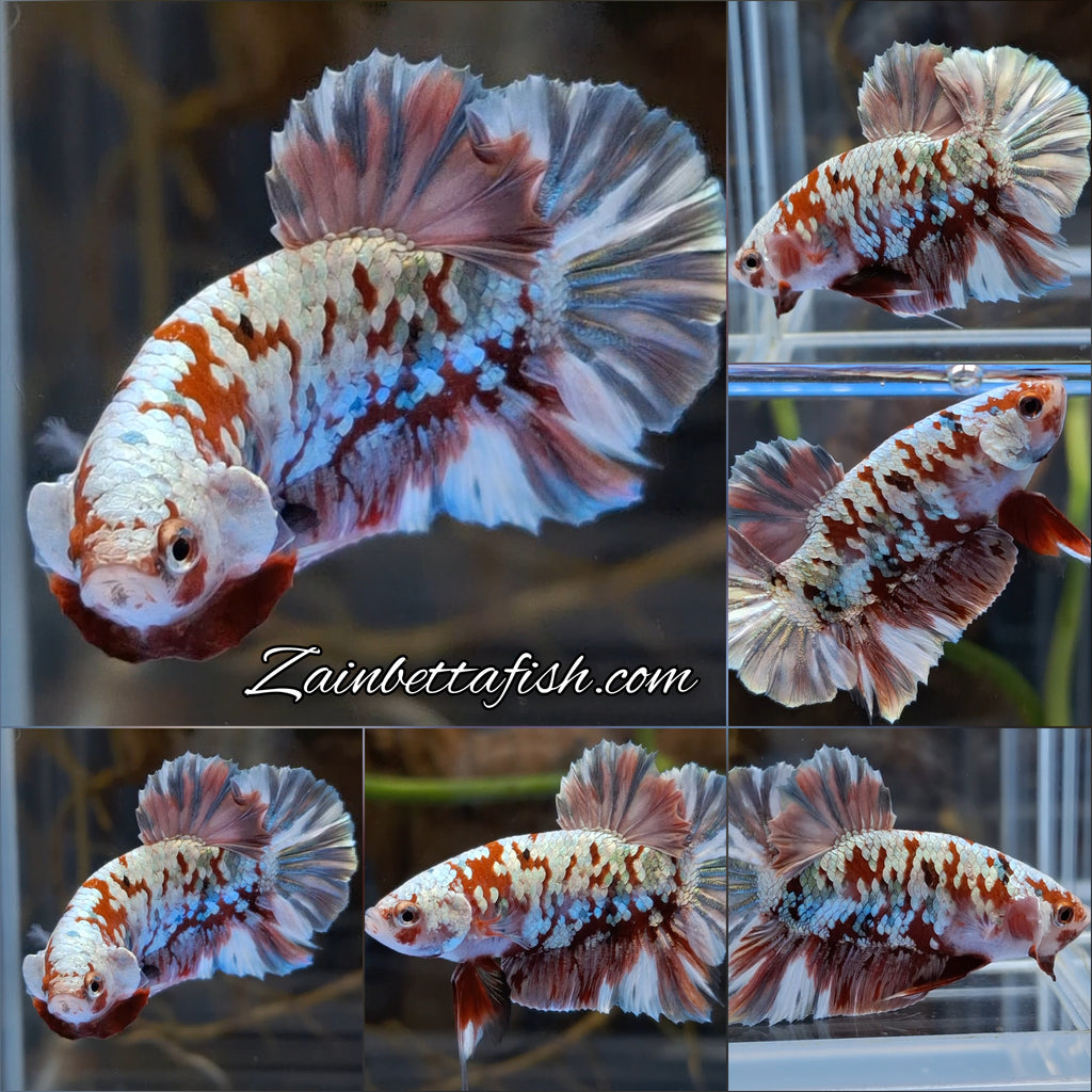 Red Koi Copper Gold Iron Man Plakat HMPK Betta Fish Male