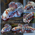 Red Koi Copper Gold Iron Man Plakat HMPK Betta Fish Male