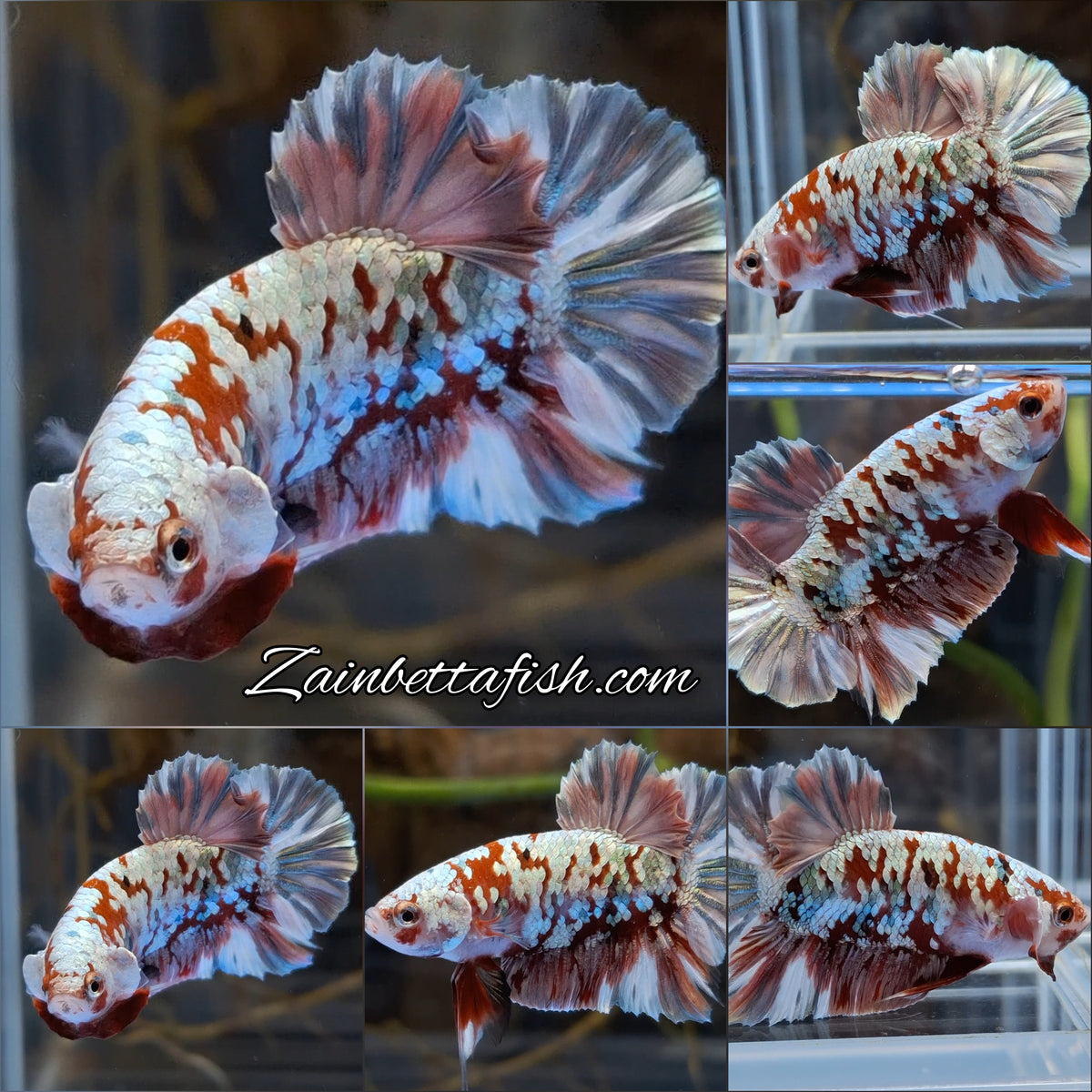Red Koi Copper Gold Iron Man Plakat HMPK Betta Fish Male