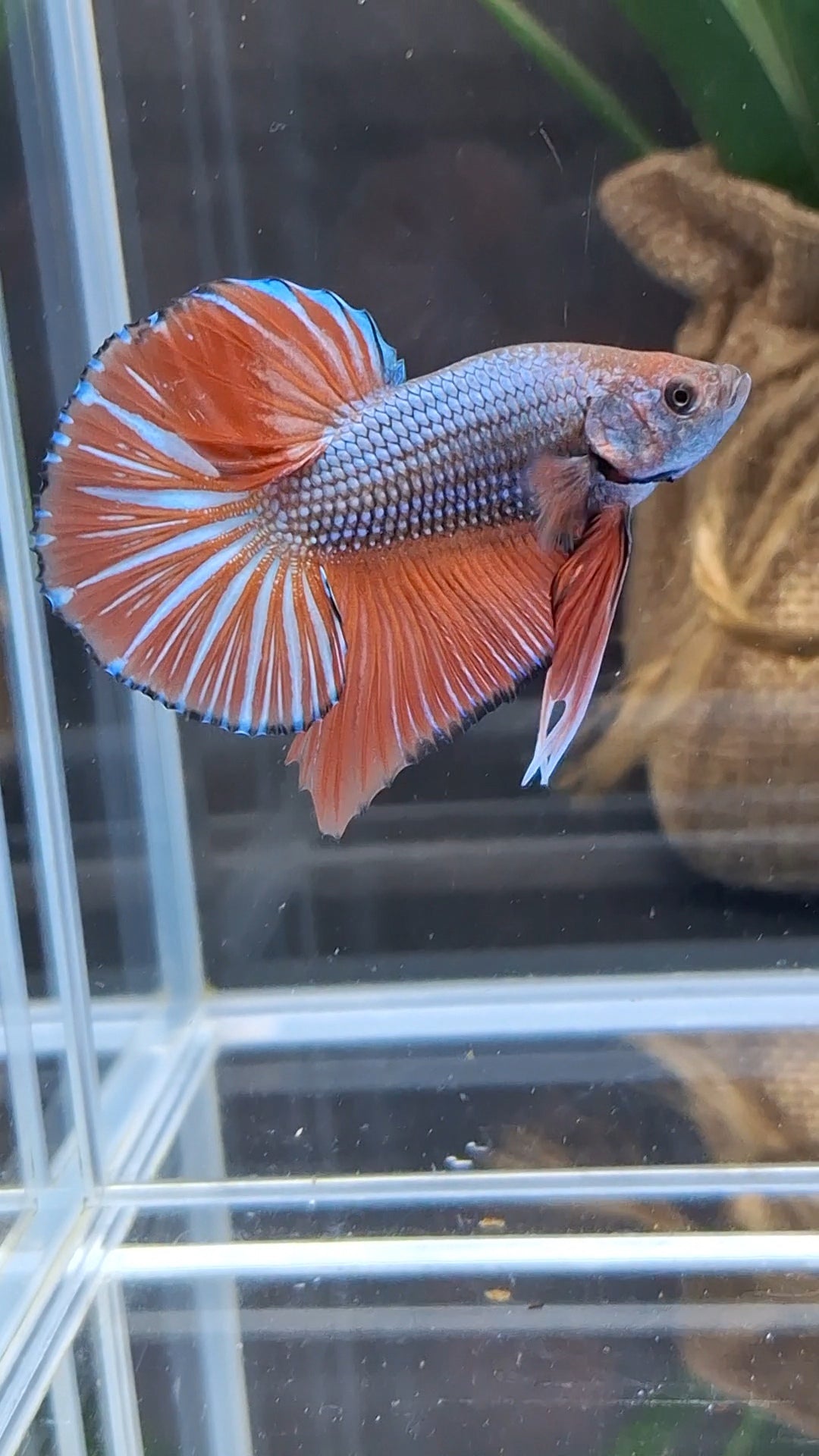 Orange Pumpkin Big Tail HMPK Betta Fish Male