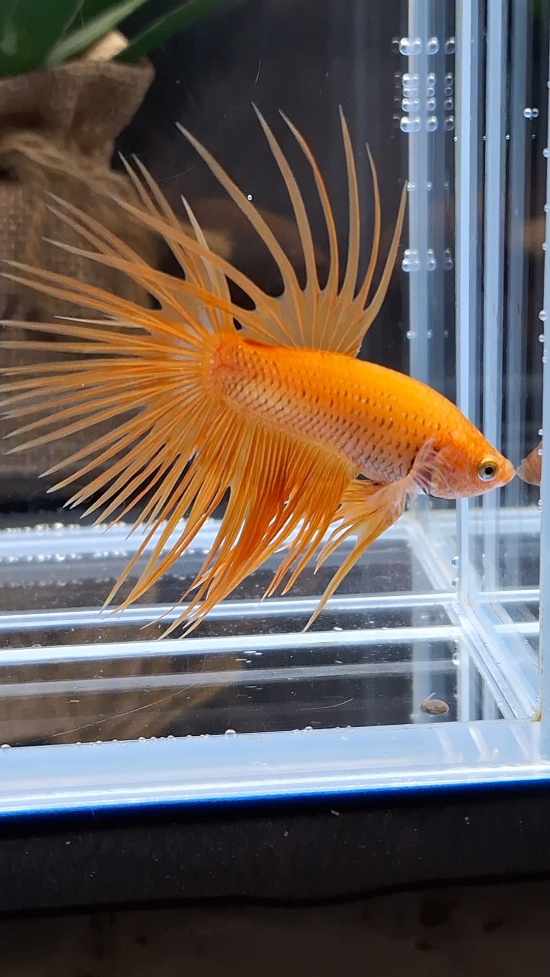 Crowntail Orange Pineapple Betta Fish Male