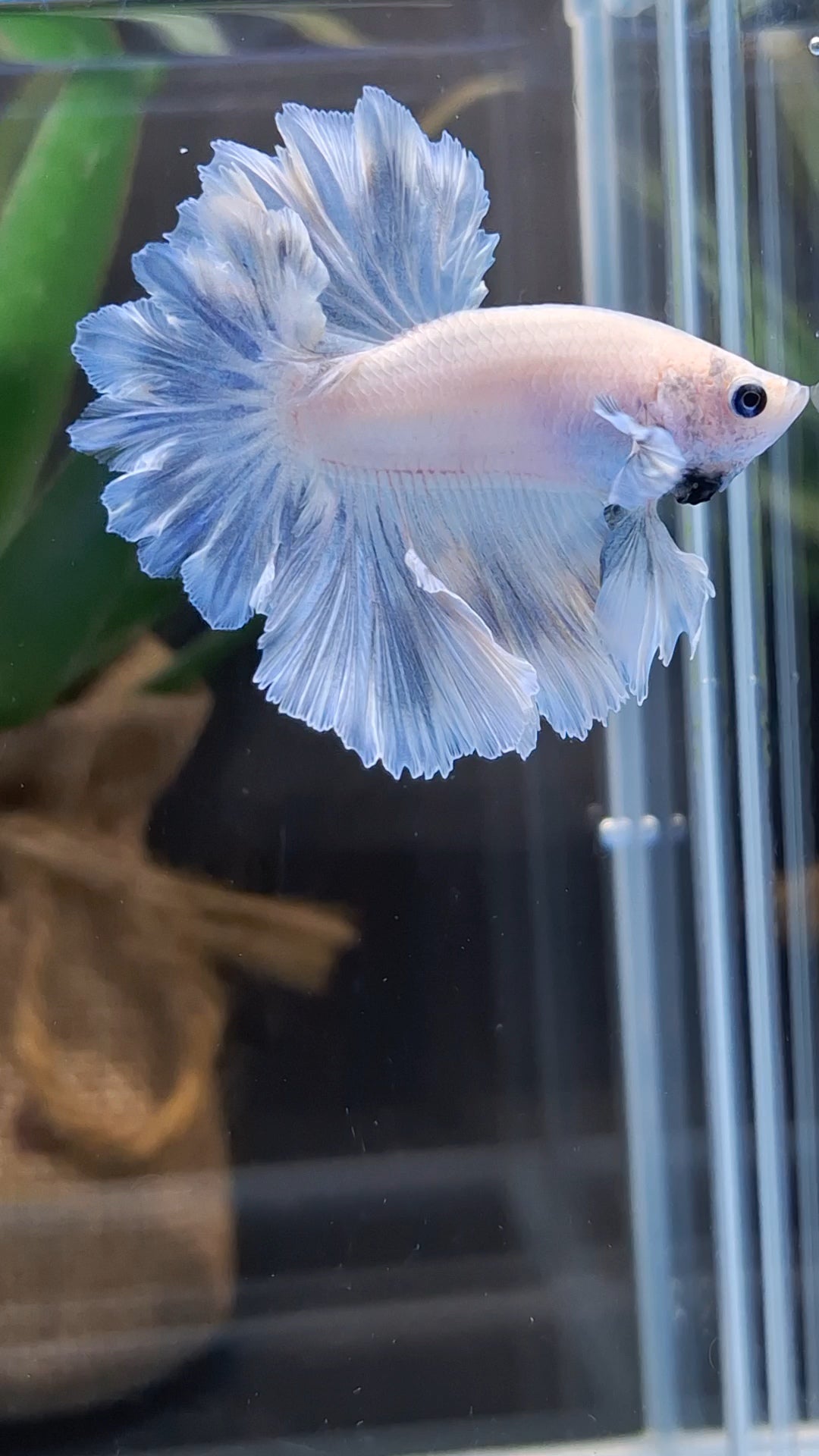 King Feathertail Pastel Blue Sky Betta Fish Male